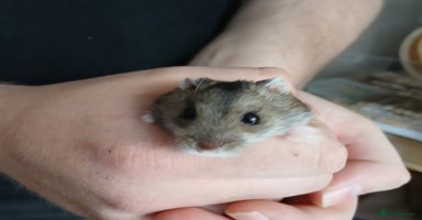 Hamster rodents - Advert 11