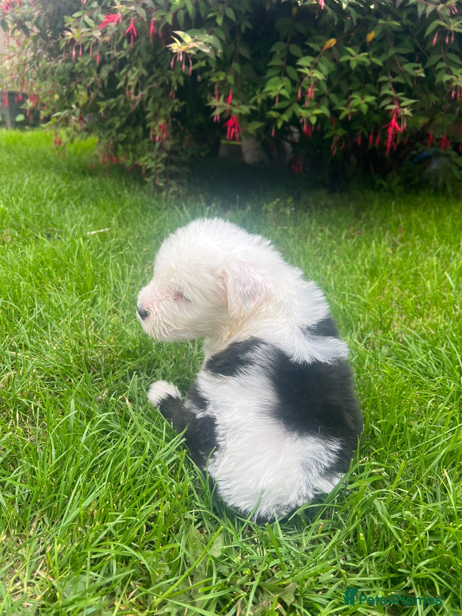 Old English Sheepdog dogs Old English Sheepdog Puppies  - Advert 1