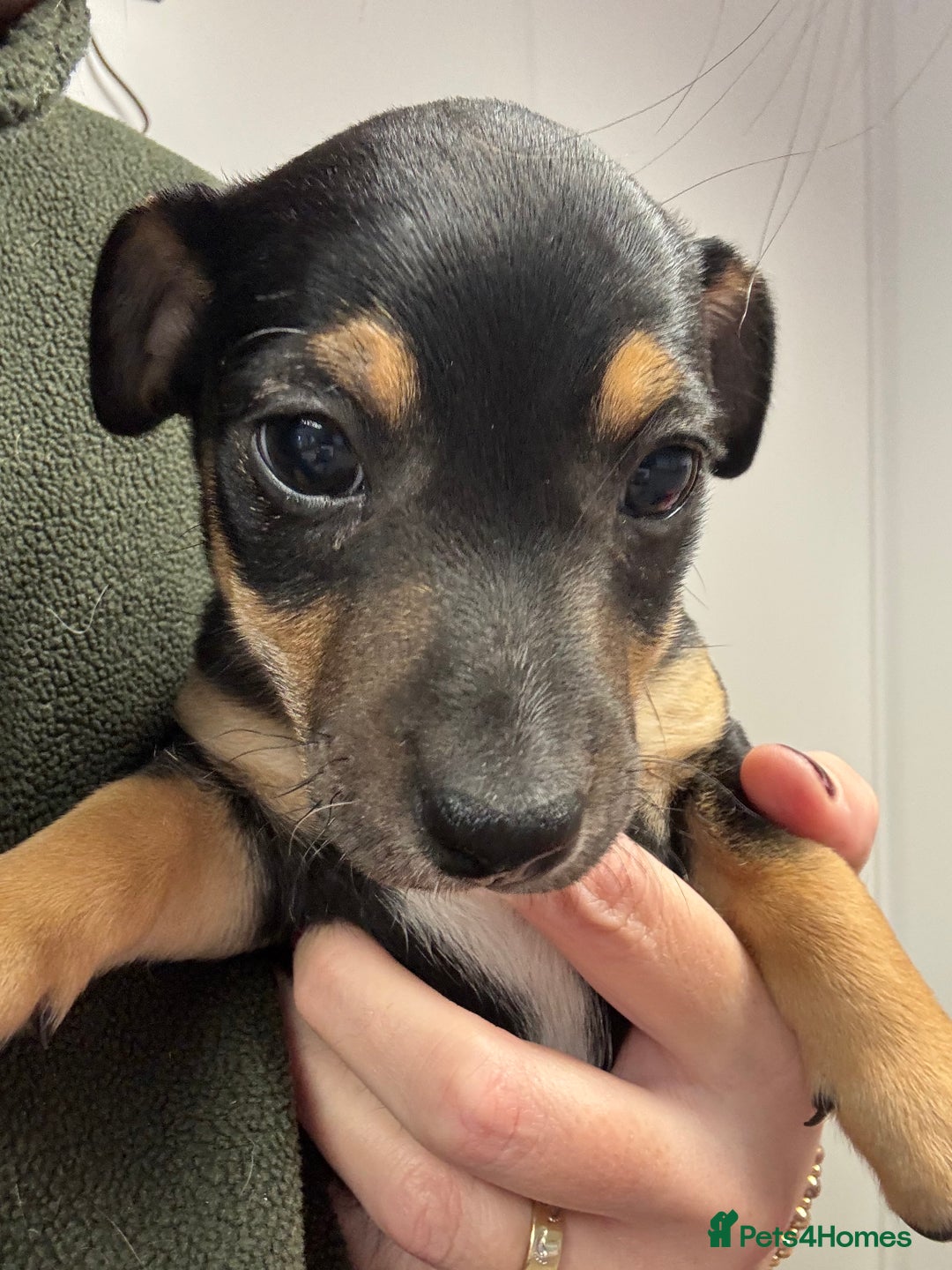 Jack Russell dogs for sale: *last one* Miniature Jack Russell’s  - Advert 3