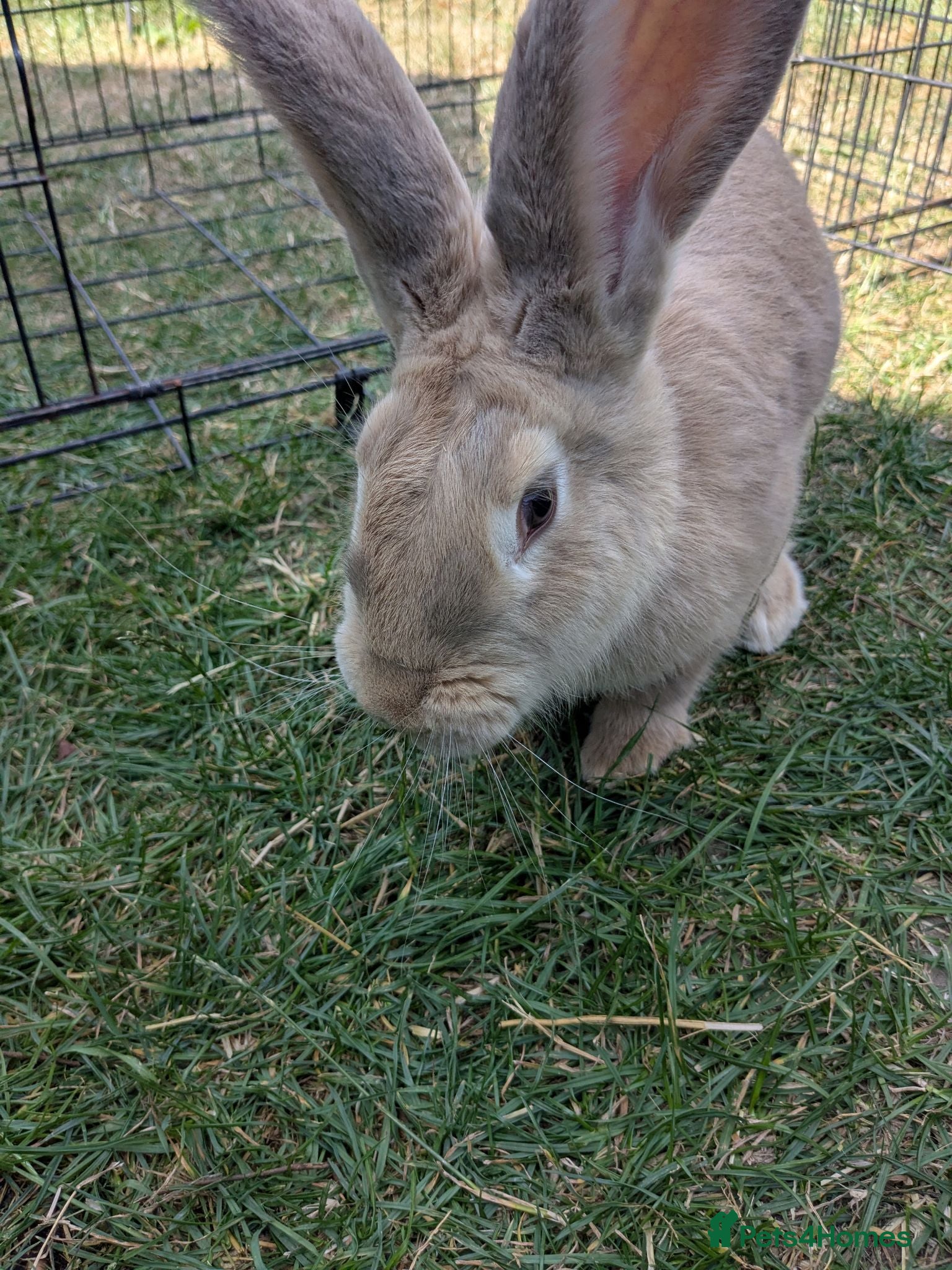 Continental Giant rabbits Continental giant for sale  - Advert 1