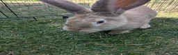 Continental Giant rabbits for sale: Continental giant for sale  - Advert 1