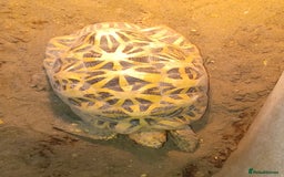 Tortoise reptiles for sale: MALE INDIAN STAR TORTOISE - Advert 4