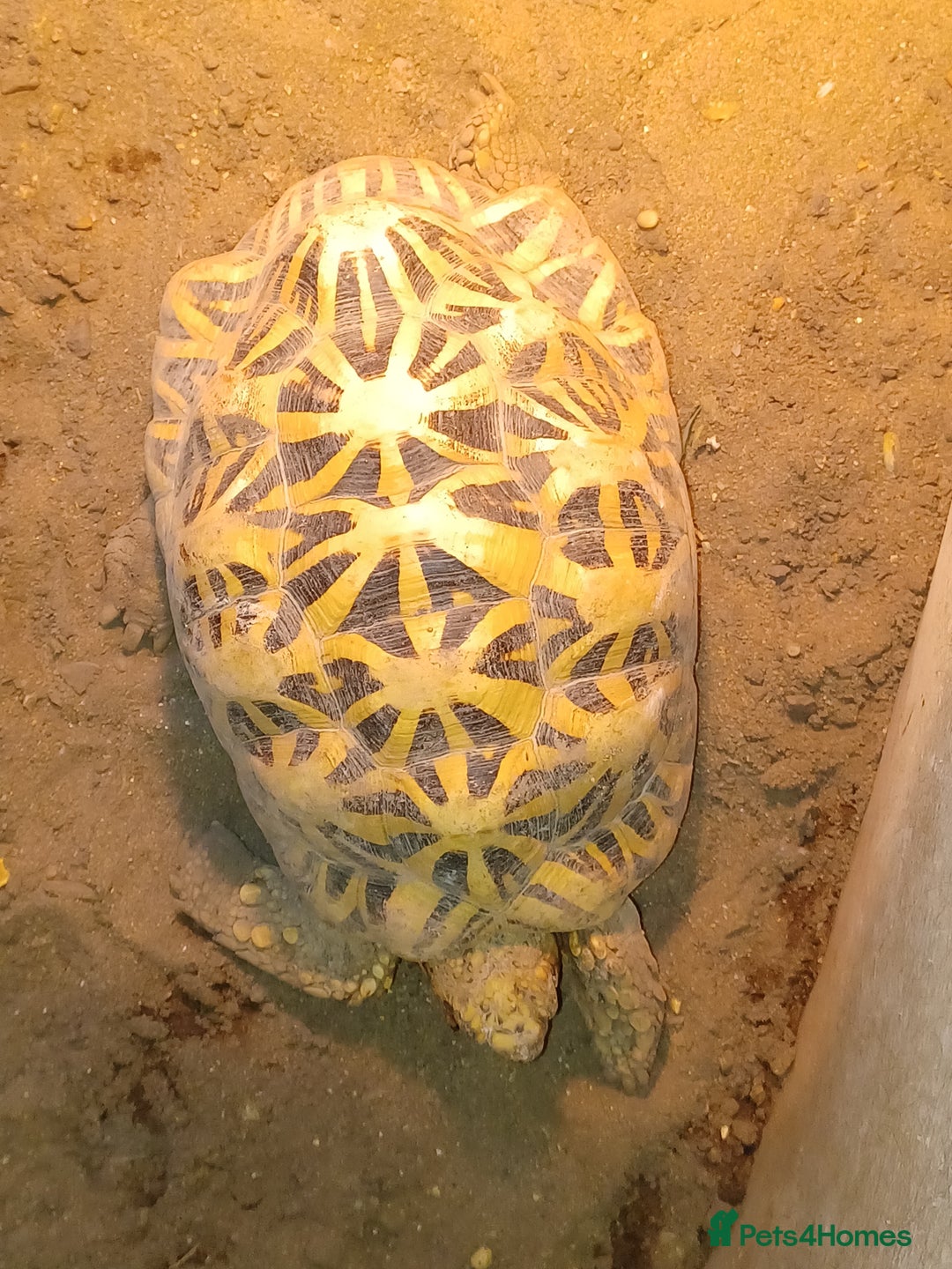 Tortoise reptiles for sale: MALE INDIAN STAR TORTOISE - Advert 4
