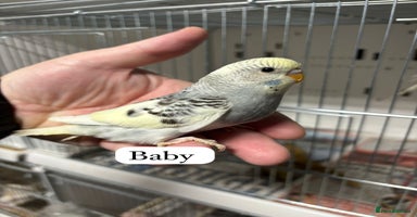 Budgerigars birds - Advert 3