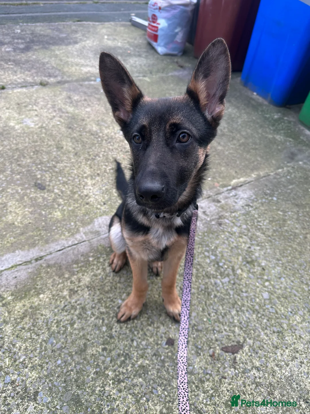 German Shepherd dogs for sale: Luna german shepherd  - Advert 7