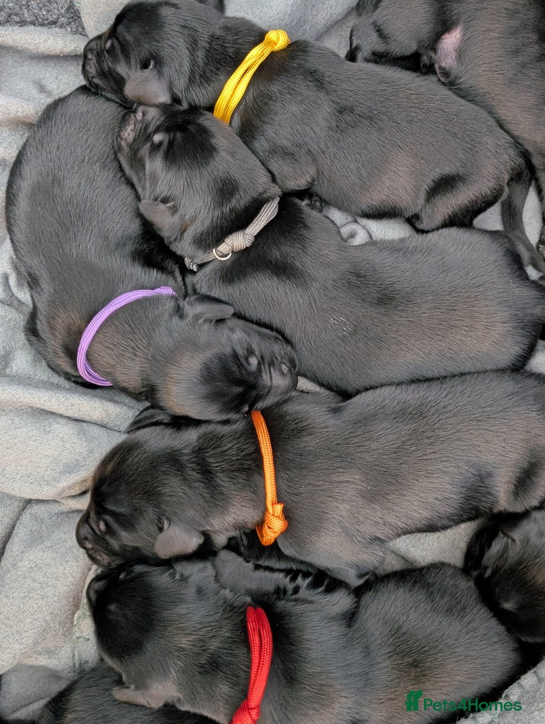 Flat coated Retriever dogs for sale: KC Flat Coated Retriever Puppies - Image 7