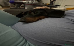 Dachshund dogs for sale: Dachshund - Advert 1