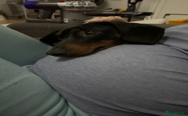 Dachshund dogs Dachshund - Advert 2