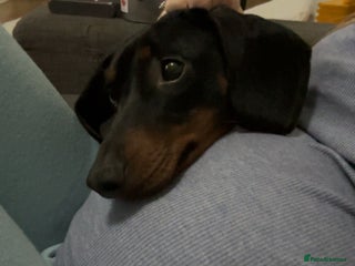 Dachshund dogs for sale: Dachshund - Advert 1