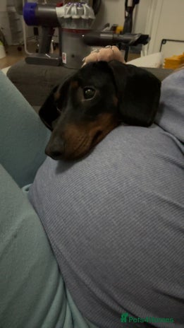 Dachshund dogs Dachshund - Advert 9