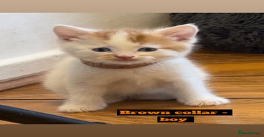 Mixed Breed cats - Advert 6