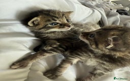 Mixed Breed cats for sale: Siberian x British Shorthair Kittens 💞 - Image 8