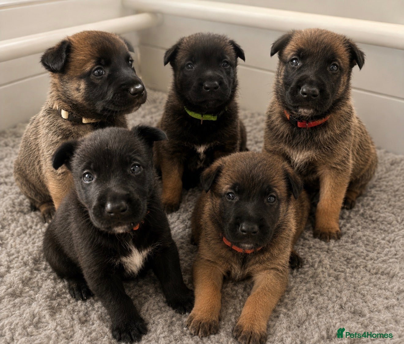 Belgian Shepherd Dog dogs 🔥 BELGIAN MALINIOS PUPPIES FOR SALE 🔥  - Advert 1