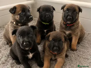 Belgian Shepherd Dog dogs 🔥 BELGIAN MALINIOS PUPPIES FOR SALE 🔥 - Advert 1