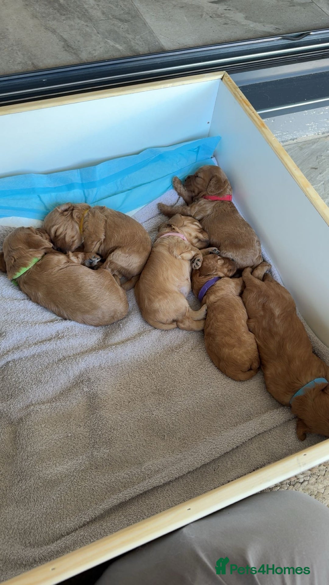 Cavapoo dogs for sale: 6 Beautiful Toy Cavapoo Girls  - Image 4