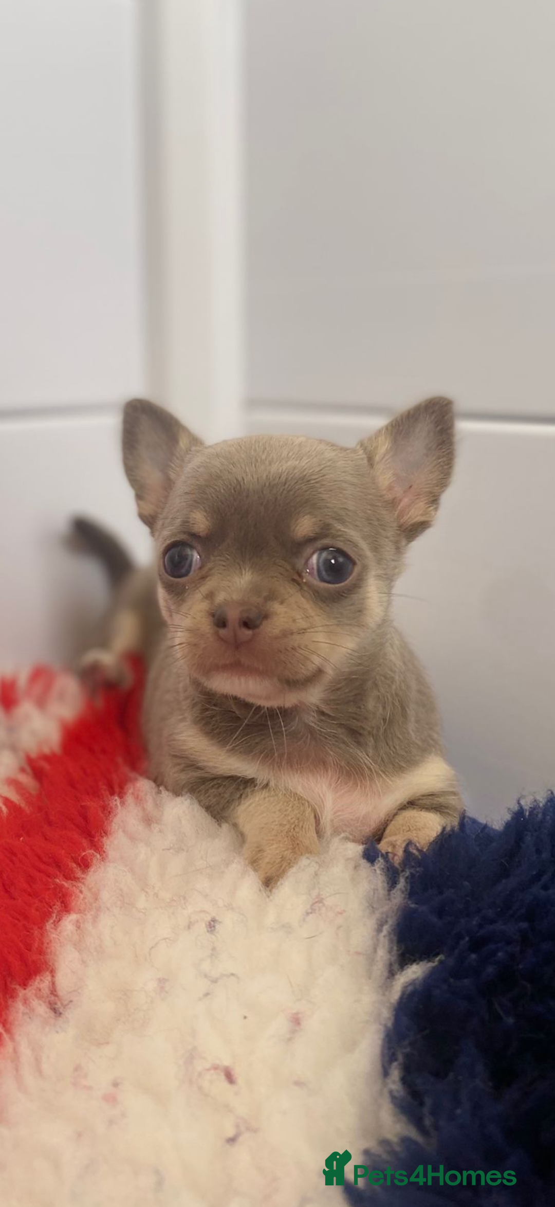 Chihuahua dogs for sale: XS Chocolate and Tan wrapped in Cream Boy  - Image 8