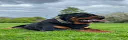 Rottweiler dogs for sale: KC German Line Rottweilers – Mother & Son Pair - Advert 2