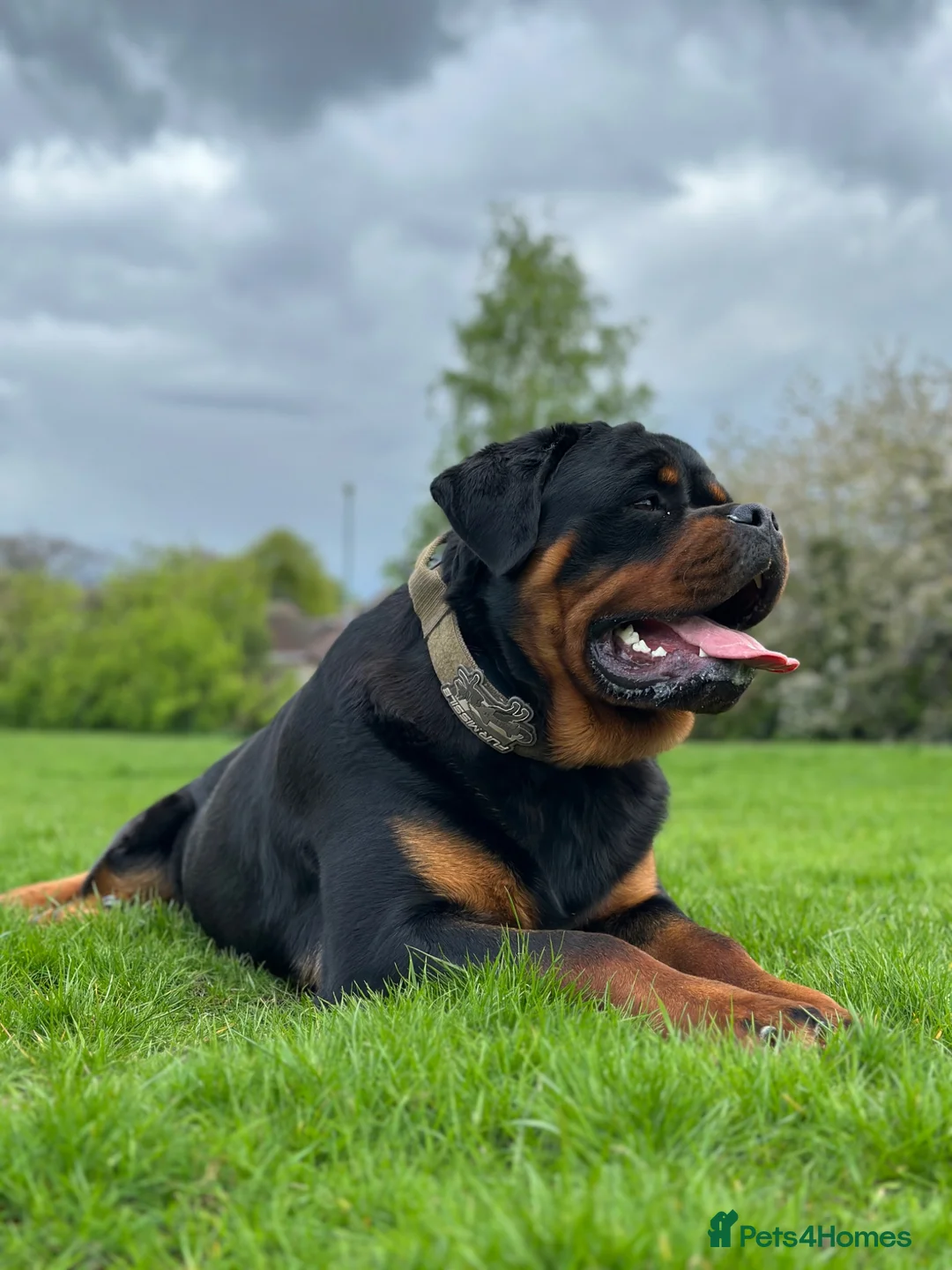 Rottweiler dogs for sale: KC German Line Rottweilers – Mother & Son Pair - Advert 2