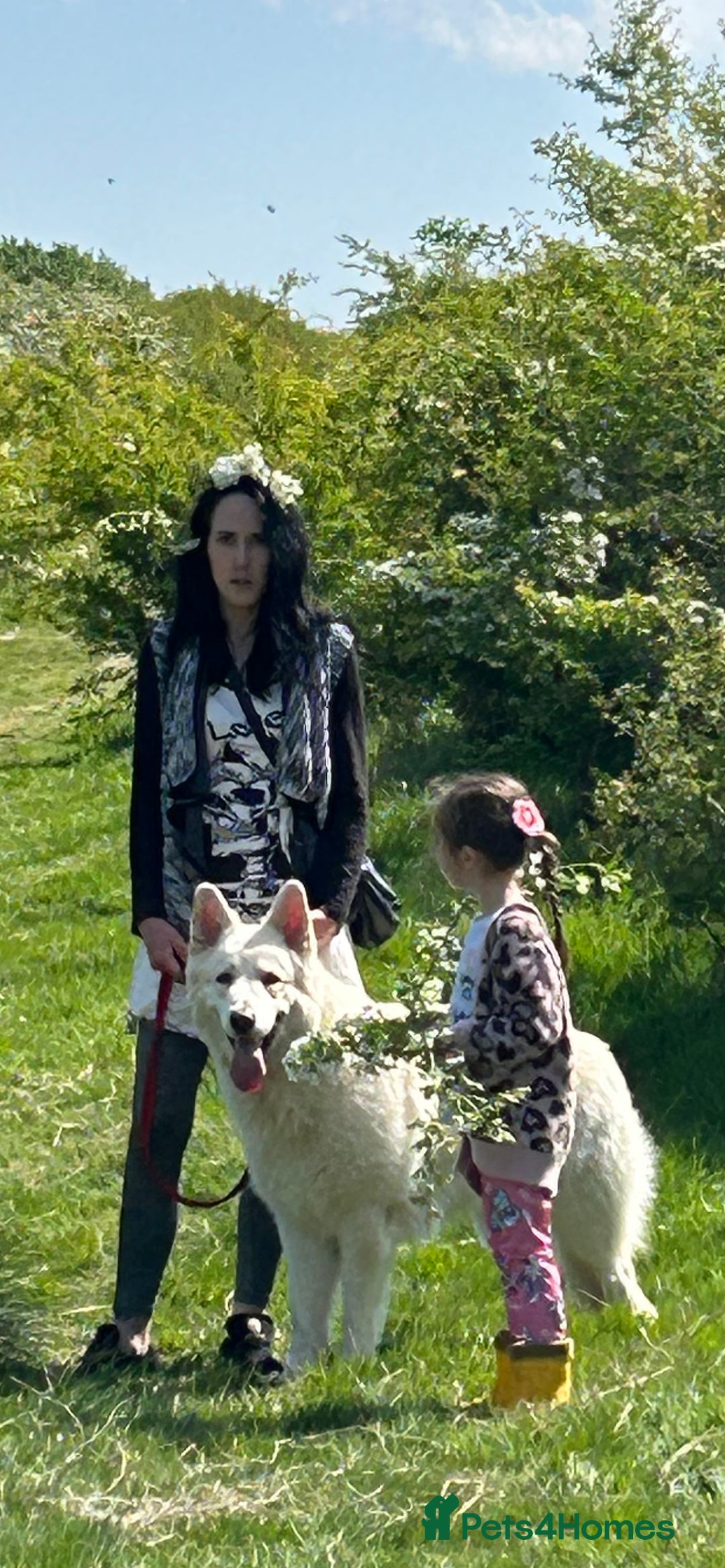 German Shepherd dogs for stud: For Stud only -Long haired White German Shepherd - Advert 3