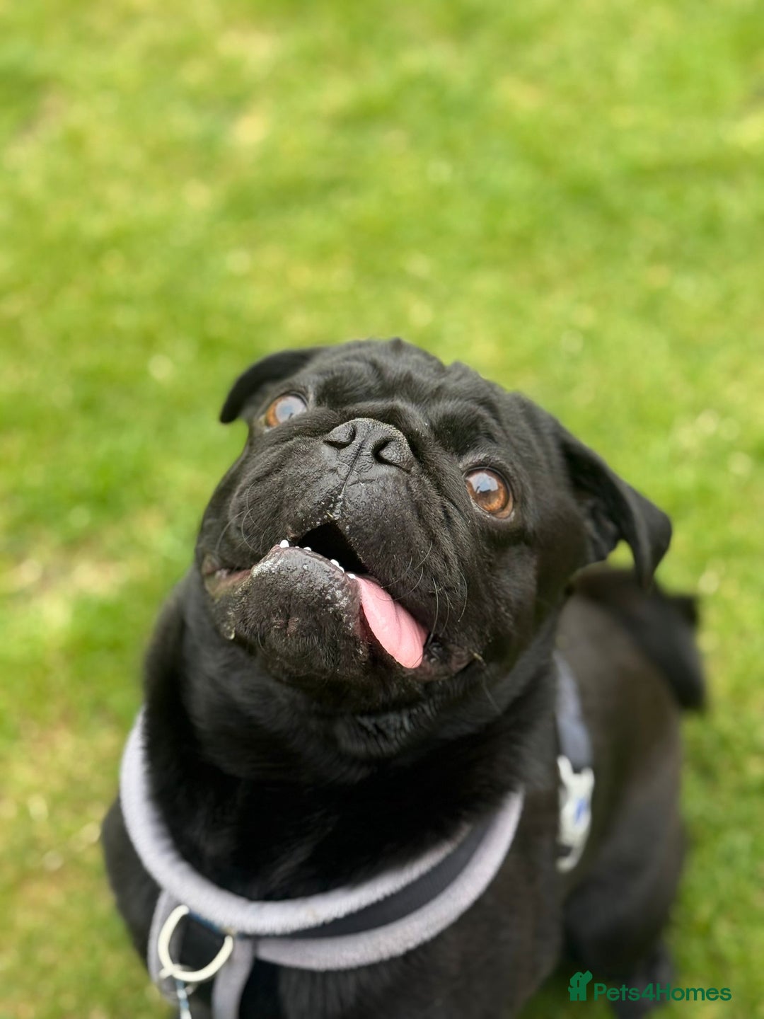 Pug dogs for sale: Pug- NEEDING NEW HOME ASAP - Image 4