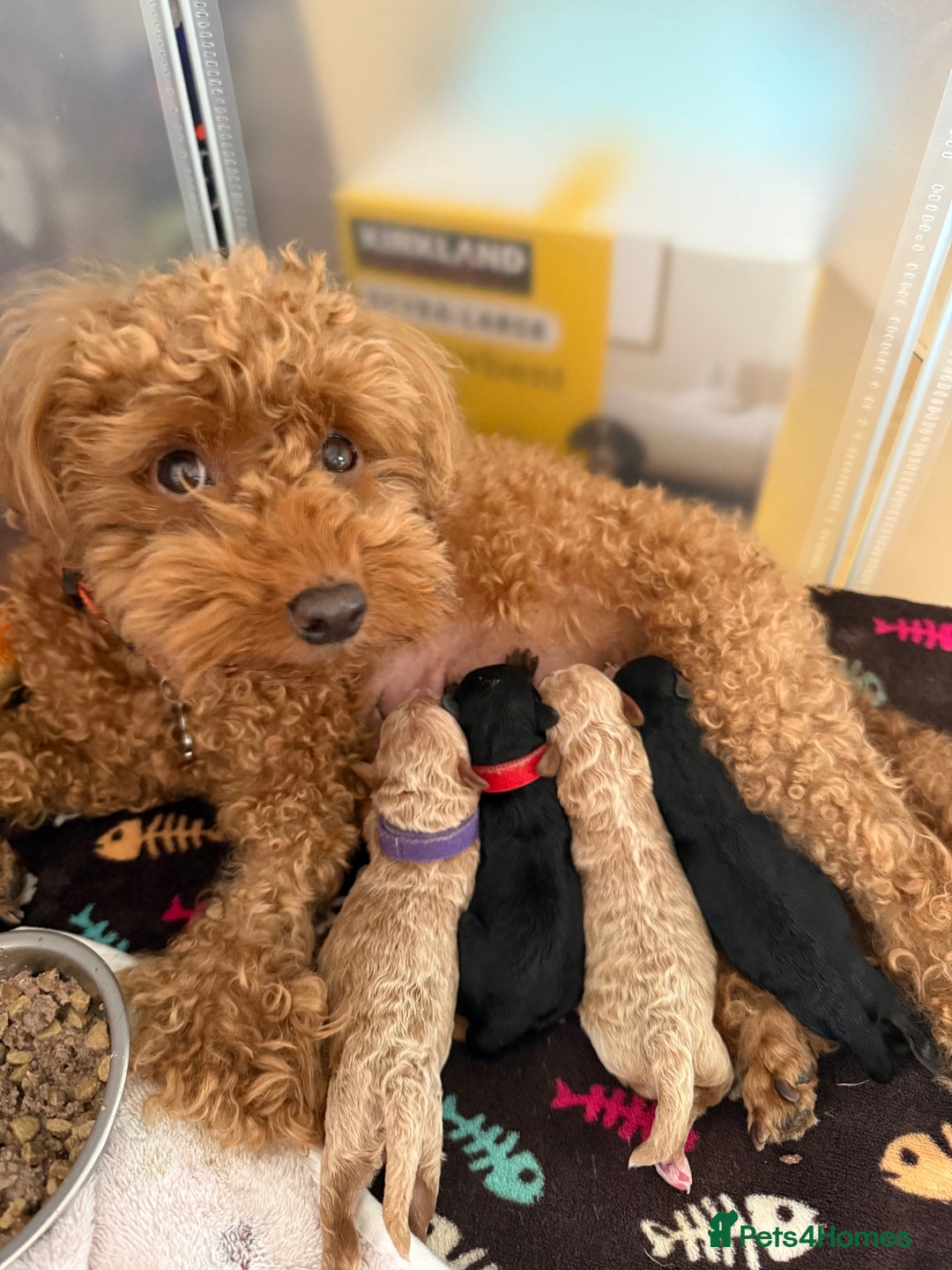 Toy Poodle dogs for sale: Phantom, black and tan and cream toy poodles  - Image 16
