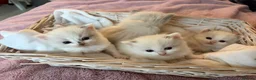 Ragdoll cats for sale: Ragdoll kittens - Advert 9