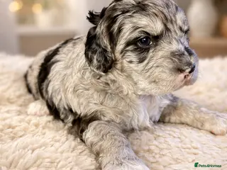 Australian Labradoodle dogs AUSTRALIAN LABRADOODLE - Advert 17