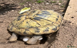 Hermann Tortoise reptiles for sale: Hermanns Tortoise babies - Image 17