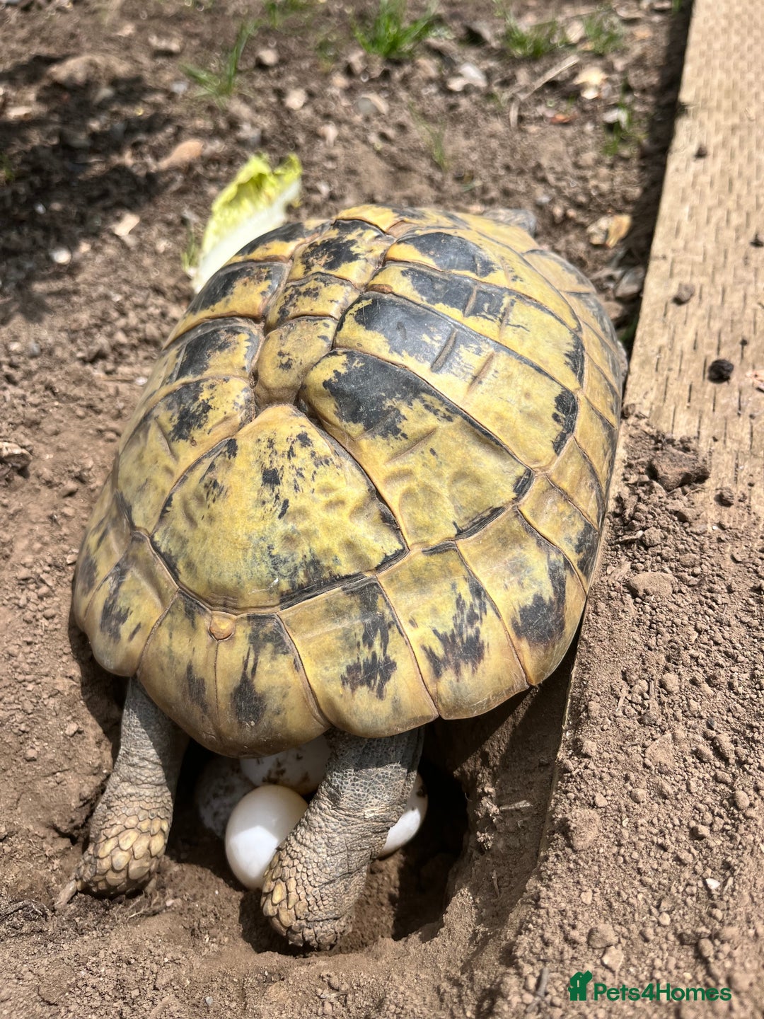 Hermann Tortoise reptiles for sale: Hermanns Tortoise babies - Image 17
