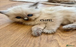 Ragdoll cats for sale: Beautiful ragdolls  - Image 4