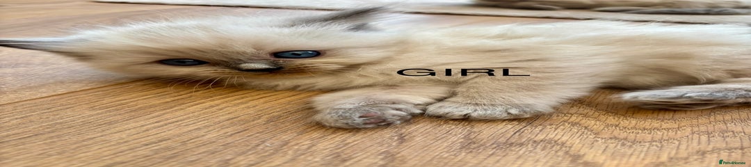 Ragdoll Kitten 3