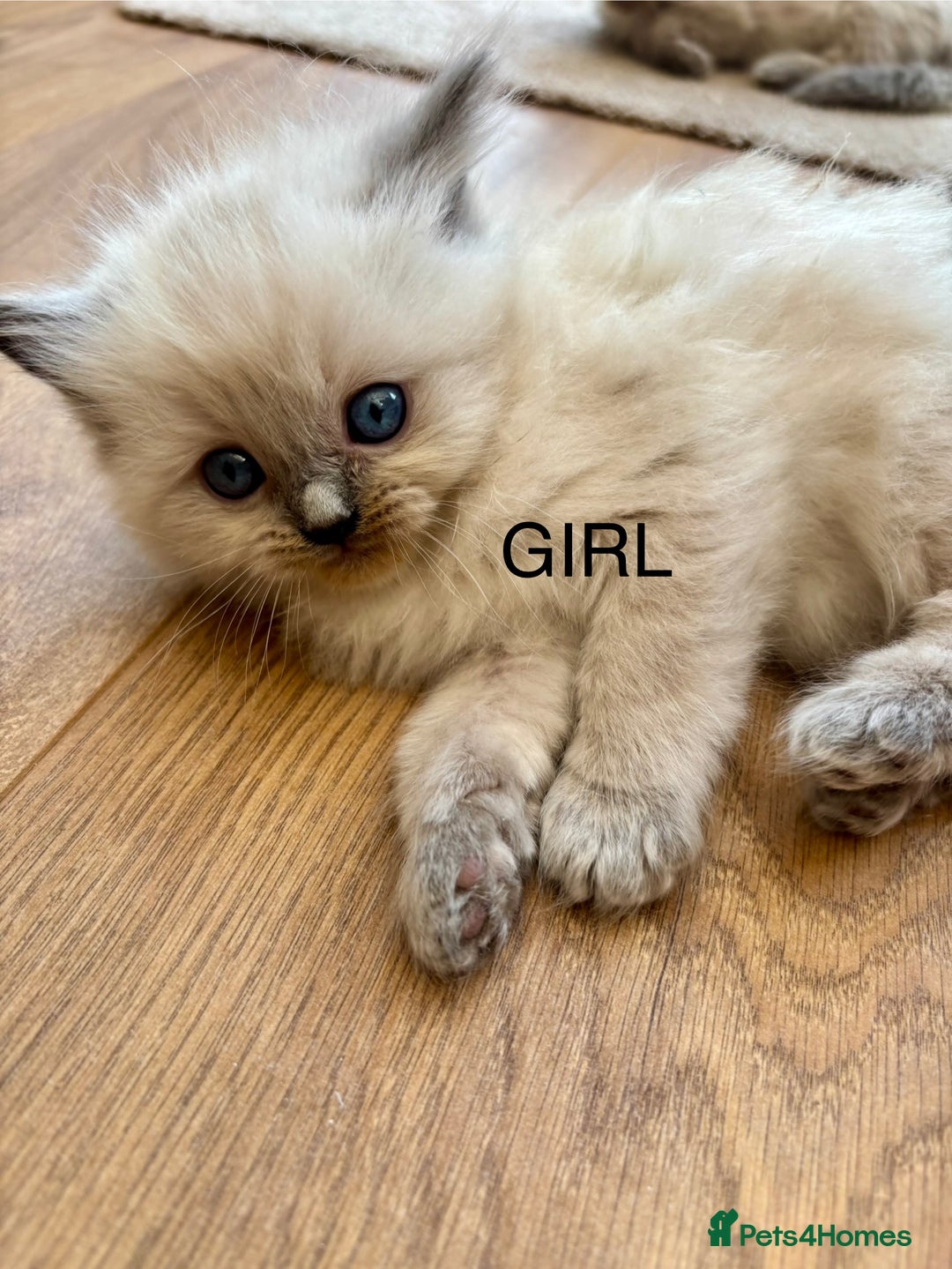 Ragdoll cats for sale: Beautiful ragdolls  - Image 4