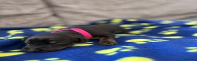 Pink collar girl