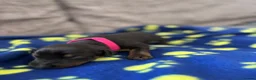 Dobermann dogs for sale: KC registered Dobermann puppies  - Advert 16