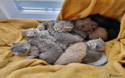 British Shorthair cats for sale: Blue & stripy, boys & girls ava British shorthairs in Eastbourne - Image 36