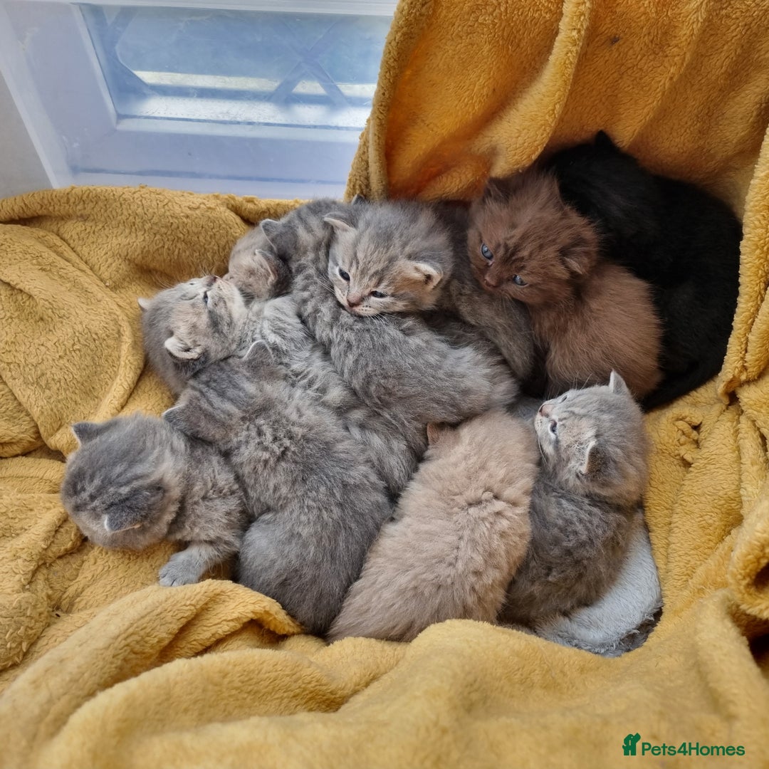 British Shorthair cats for sale: Blue & stripy, boys & girls ava British shorthairs in Eastbourne - Image 36