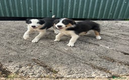 Border Collie dogs for sale: 2 Male border collie pups  - Image 5