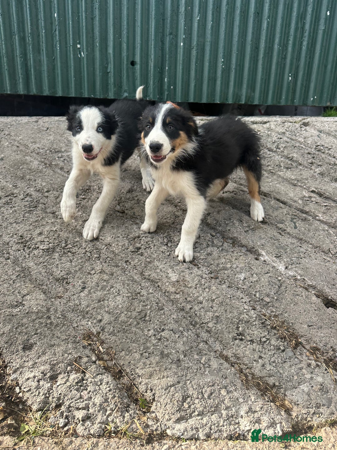 Border Collie dogs for sale: 2 Male border collie pups  - Image 5