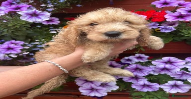 Cockapoo dogs - Advert 15
