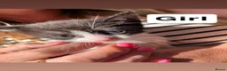 Mixed Breed cats for sale: 6 beautiful kittens for sale  - Advert 2