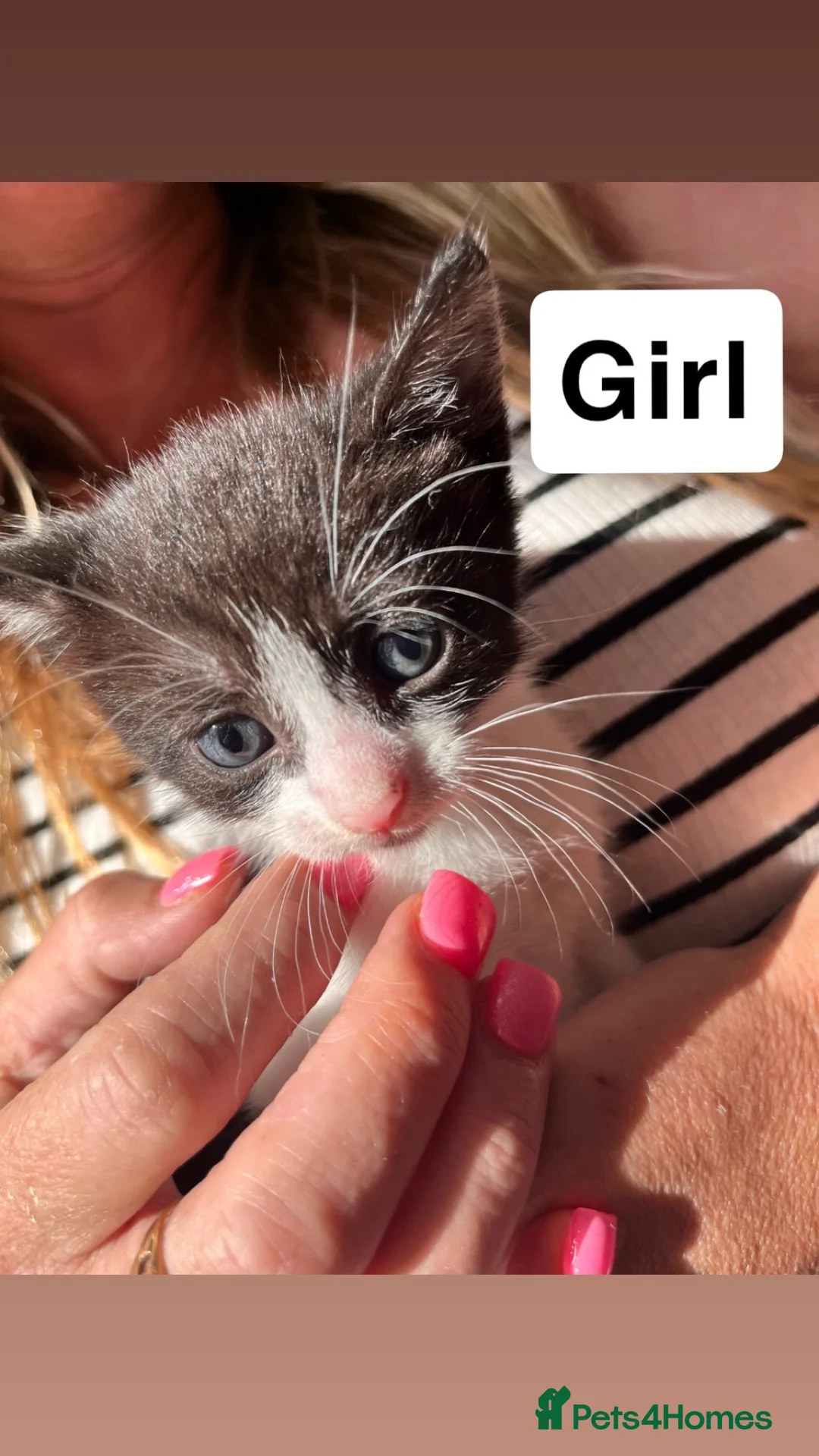 Mixed Breed cats for sale: 6 beautiful kittens for sale  - Advert 2