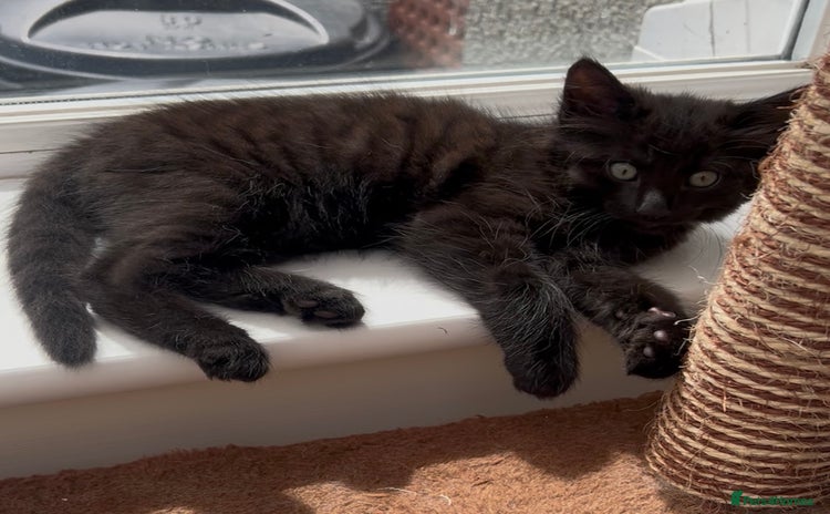 Domestic Shorthair cats in South Brent - Advert 1