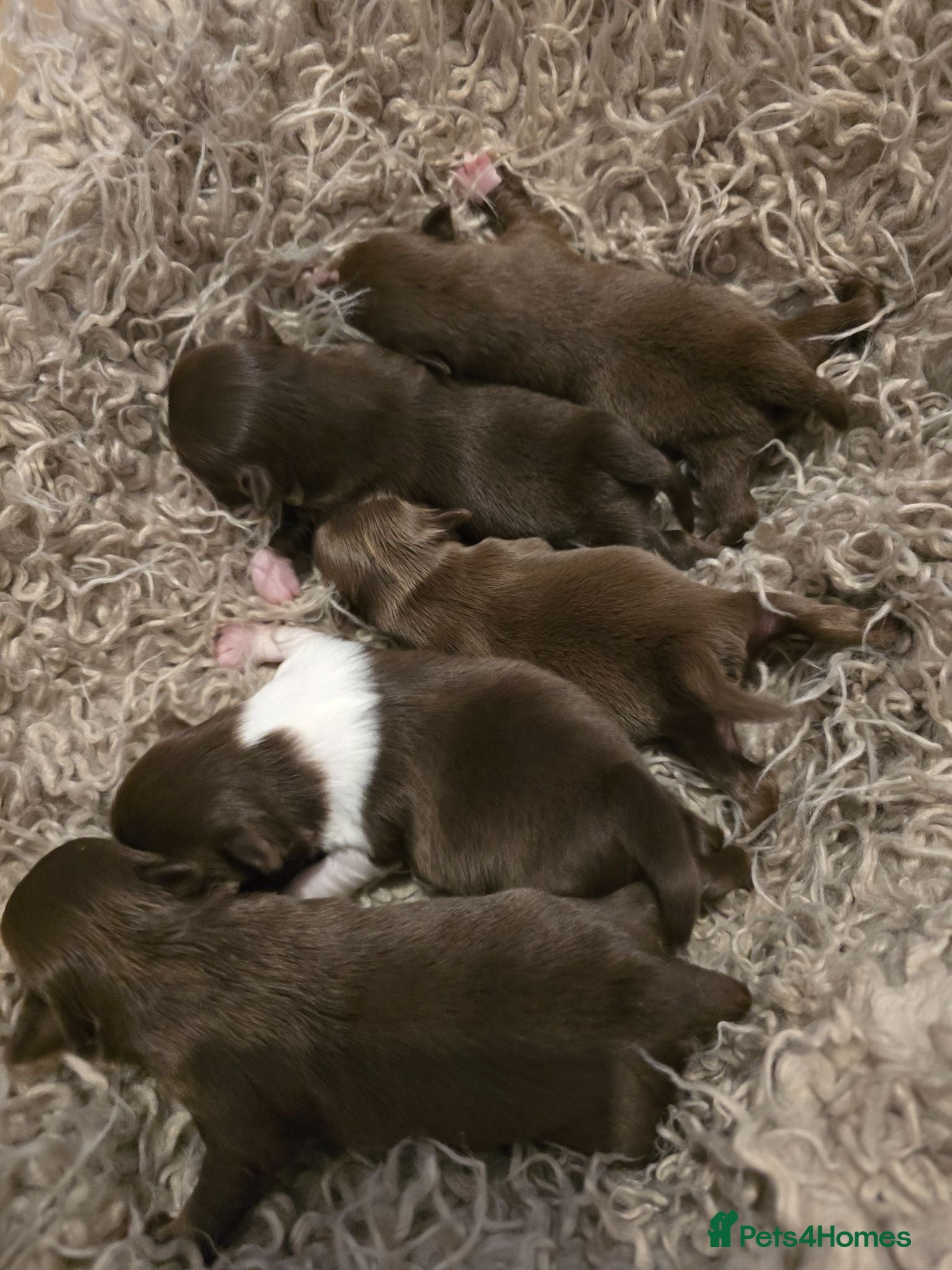 Chihuahua dogs Xx stunning Quality Kc chocolate litter Xx - Advert 1