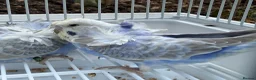 Budgerigars birds for sale: Bfbw, Bwbf, Rainbow hagoromo and other mutations  - Advert 8