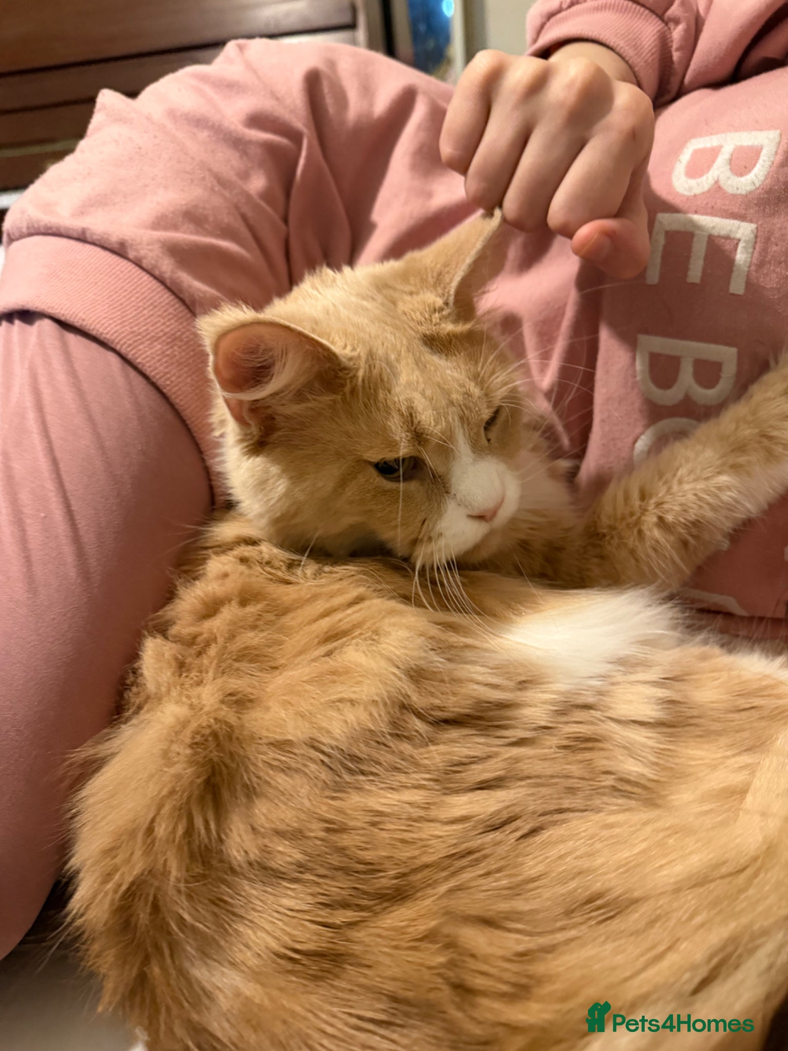 Maine Coon cats Very Large Black Tabby Polly Maine Coon - Advert 8