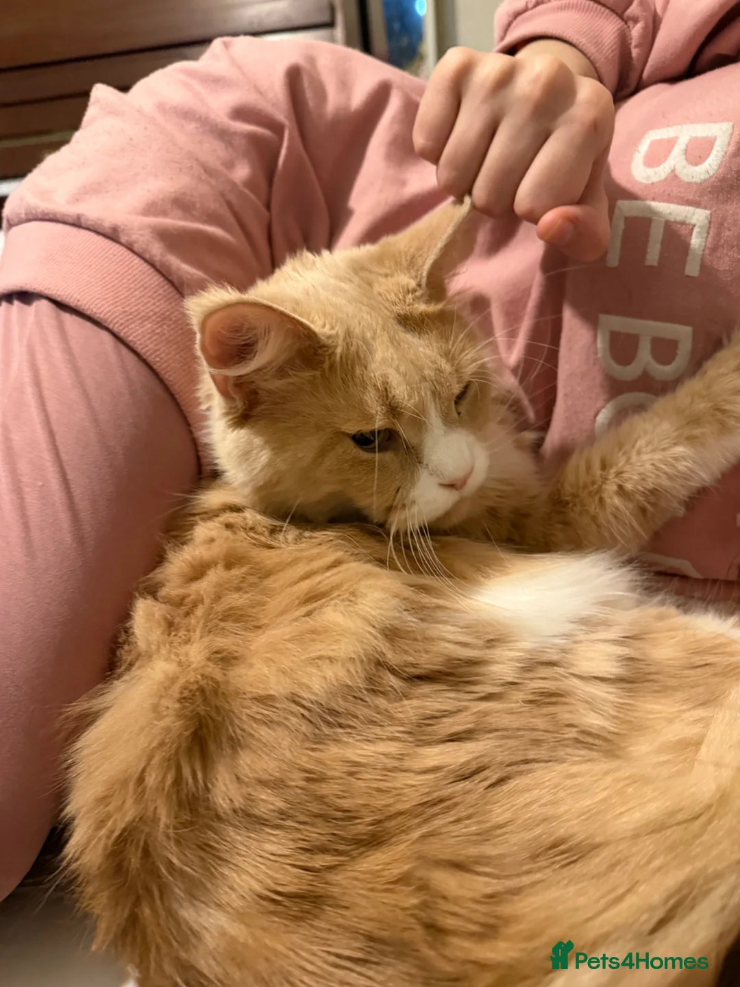 Maine Coon cats for sale: Very Large Classic Cream Maine Coon - Advert 1