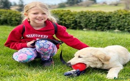 Golden Retriever dogs for sale: 🦮🐕‍🦺golden retriever puppies for sale  🐶 - Image 5
