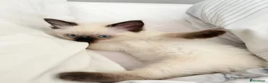 Ragdoll 1