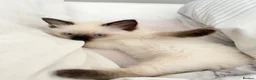 Ragdoll cats for sale: Beautiful Sealpoint Ragdoll Boy  - Advert 6