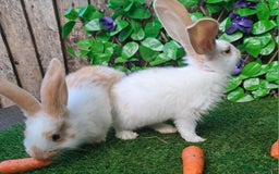 Giant Papillon rabbits for sale: Pure Giant Papillon Kits - Vaccinated - RESERVE - Image 10